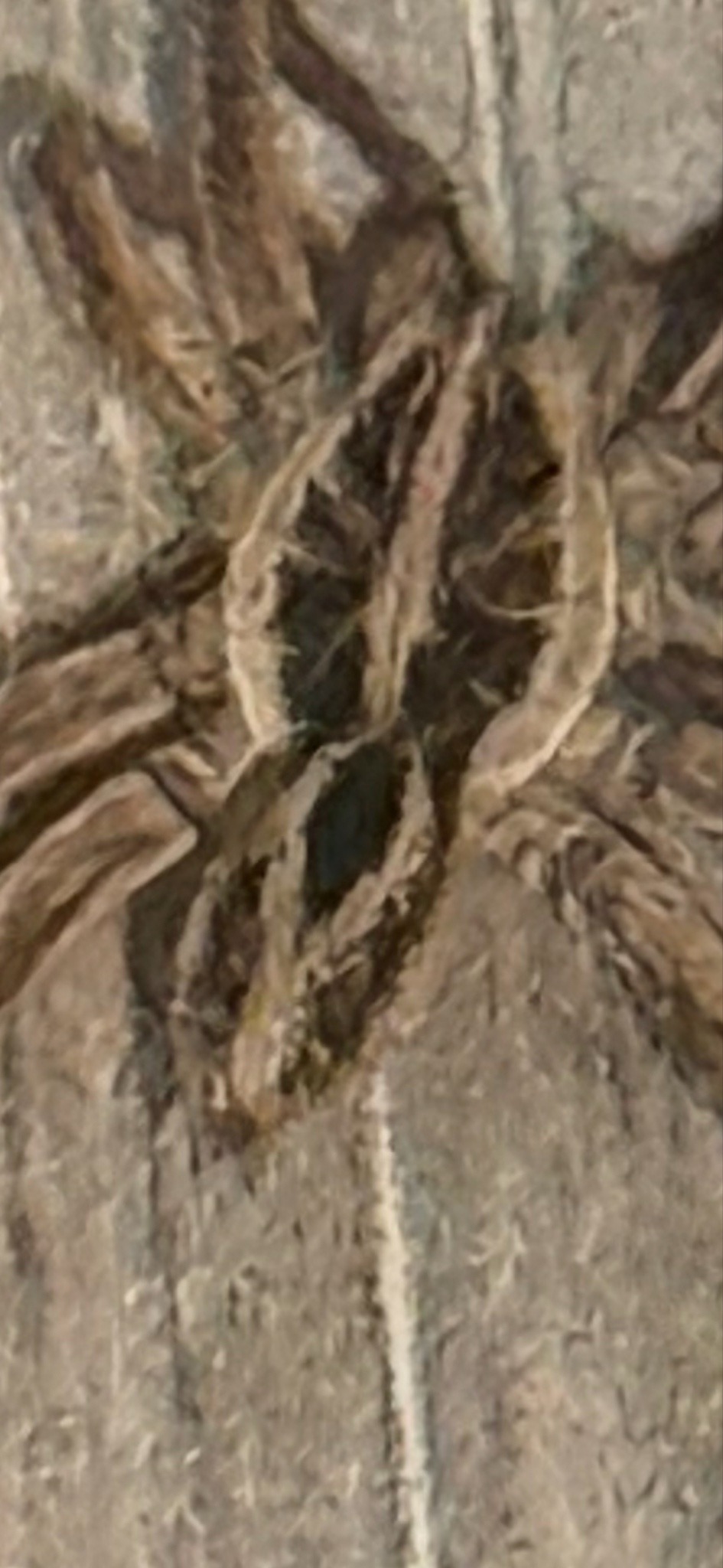 Tegenaria species (Giant House Spider or Barn Funnel Weaver)