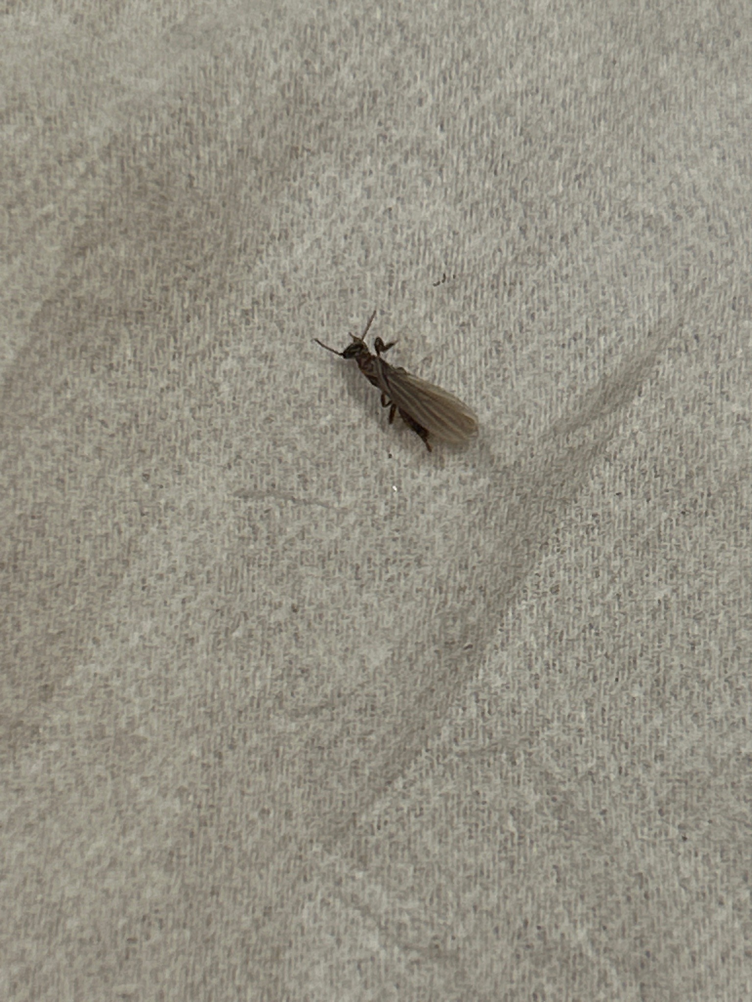 Termite Alate (Swarmers)
