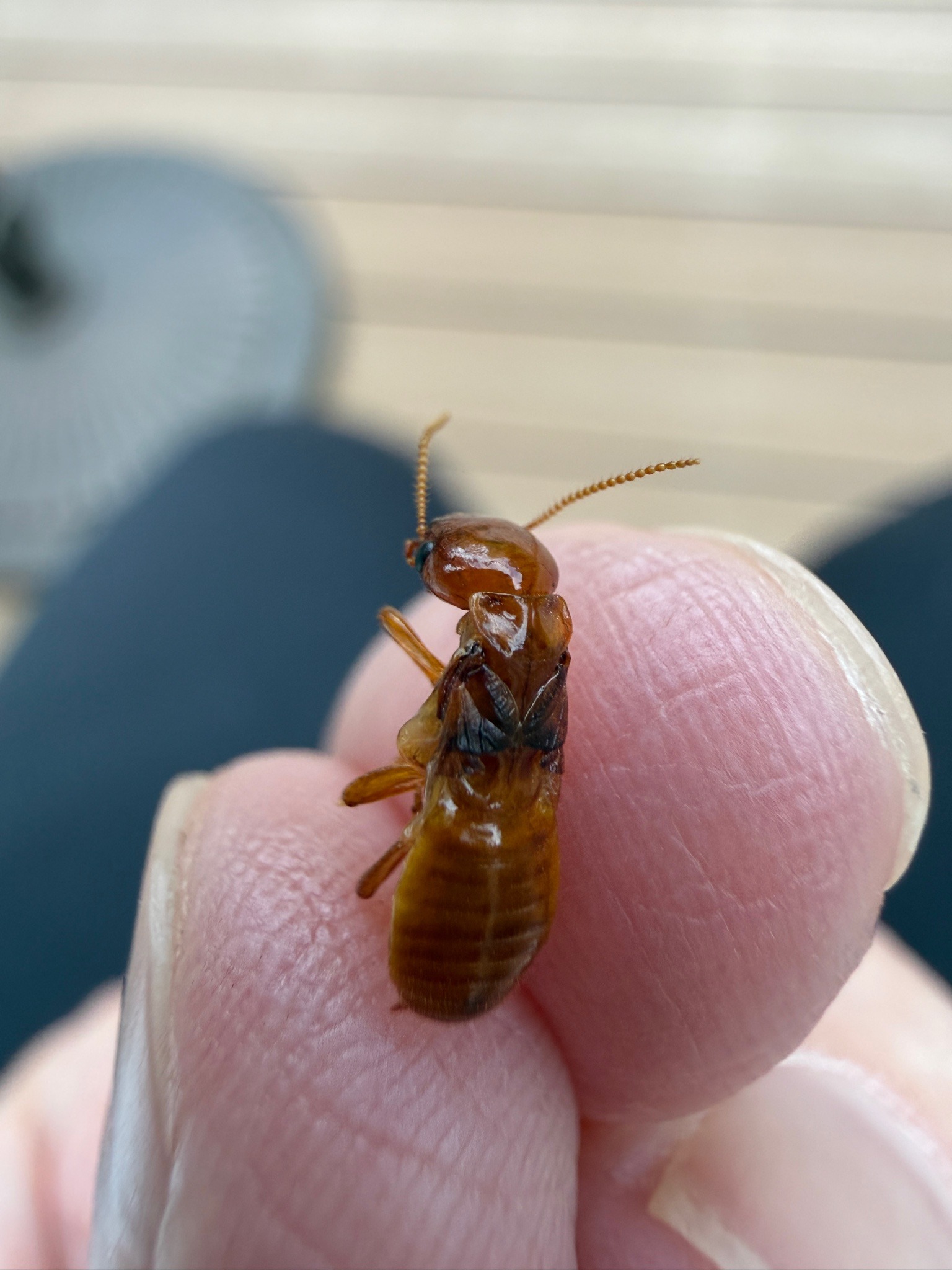Termite (likely a worker)