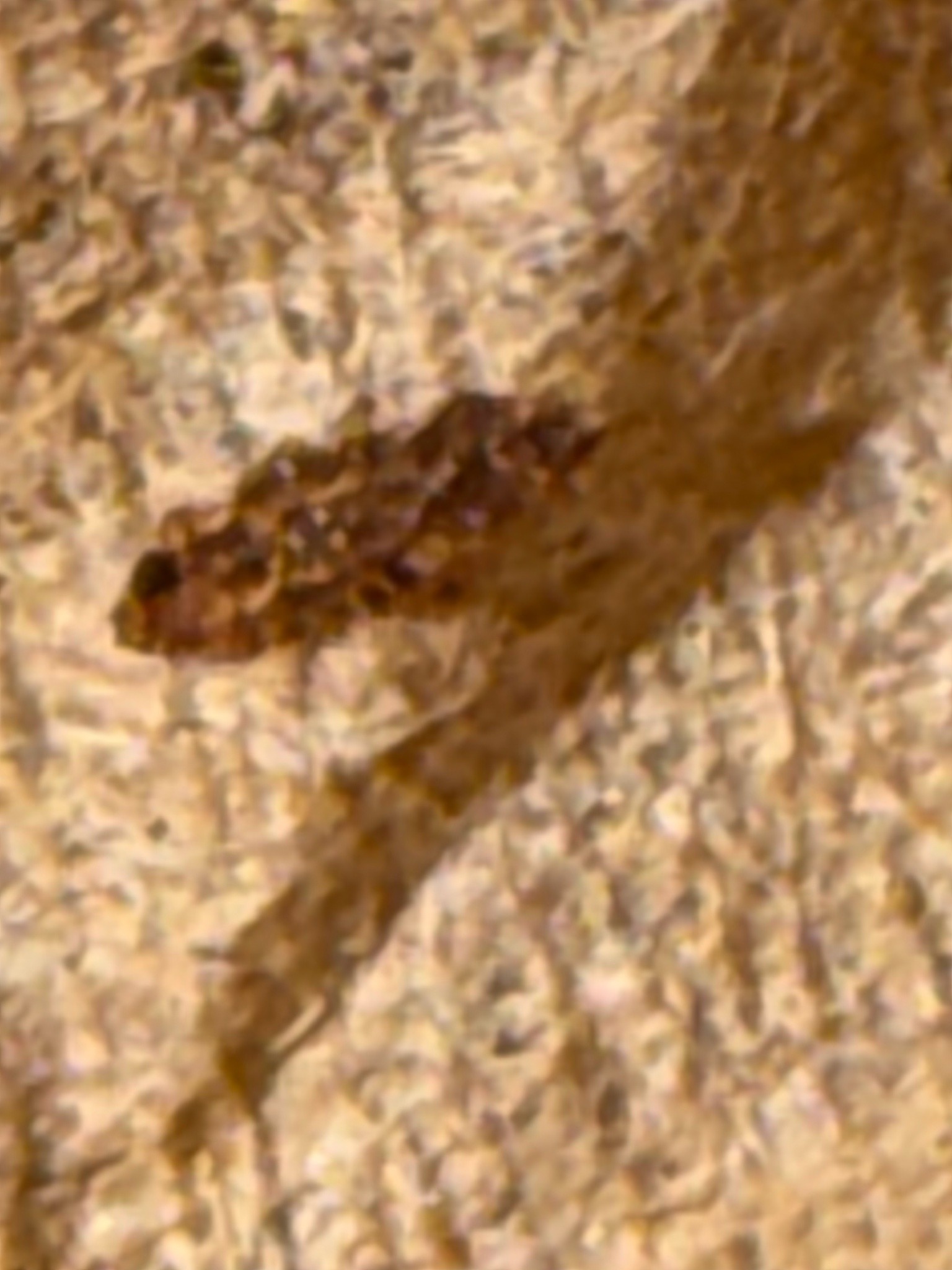 Termite (likely worker or soldier)