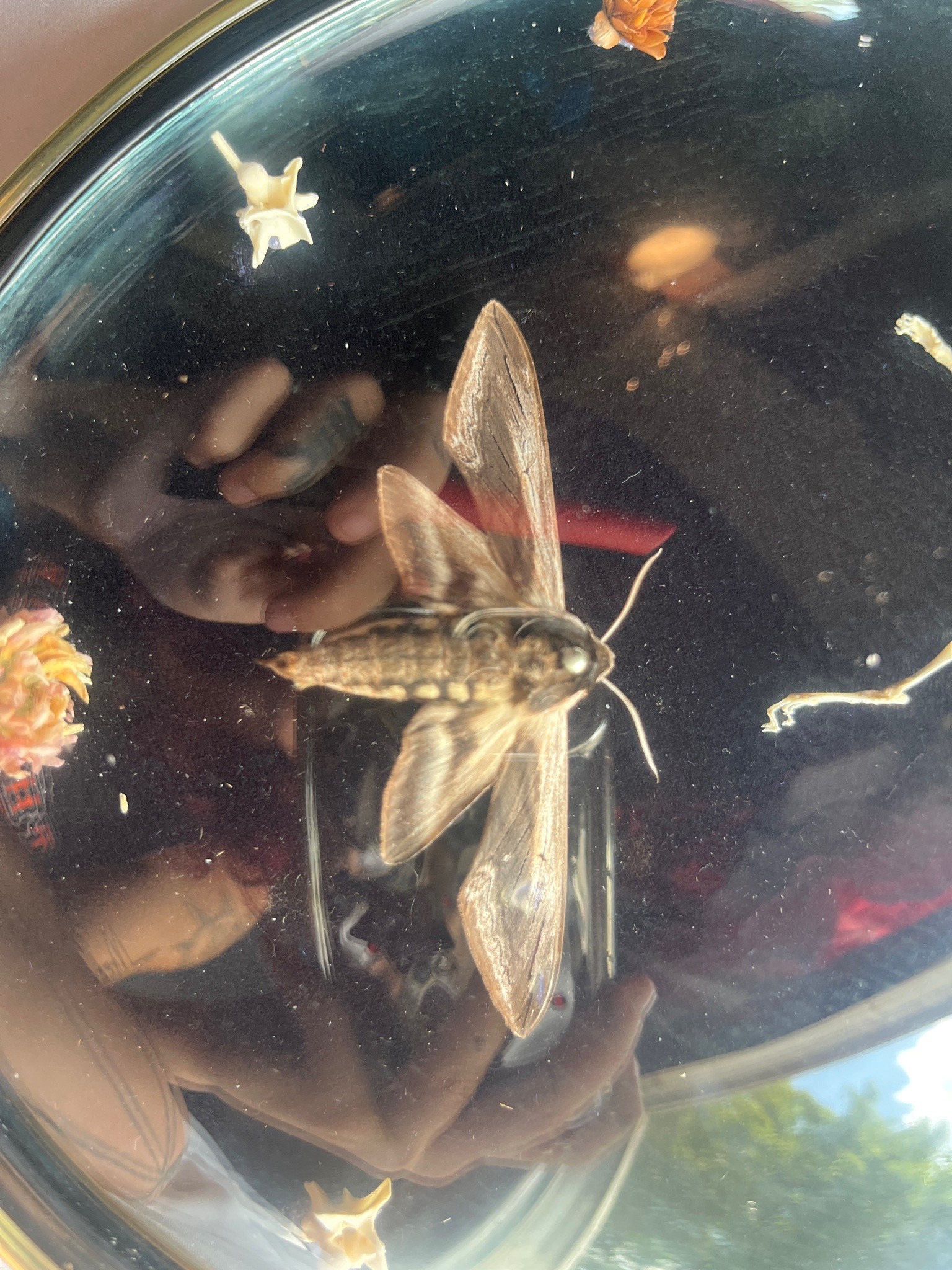 Tersa Sphinx Moth