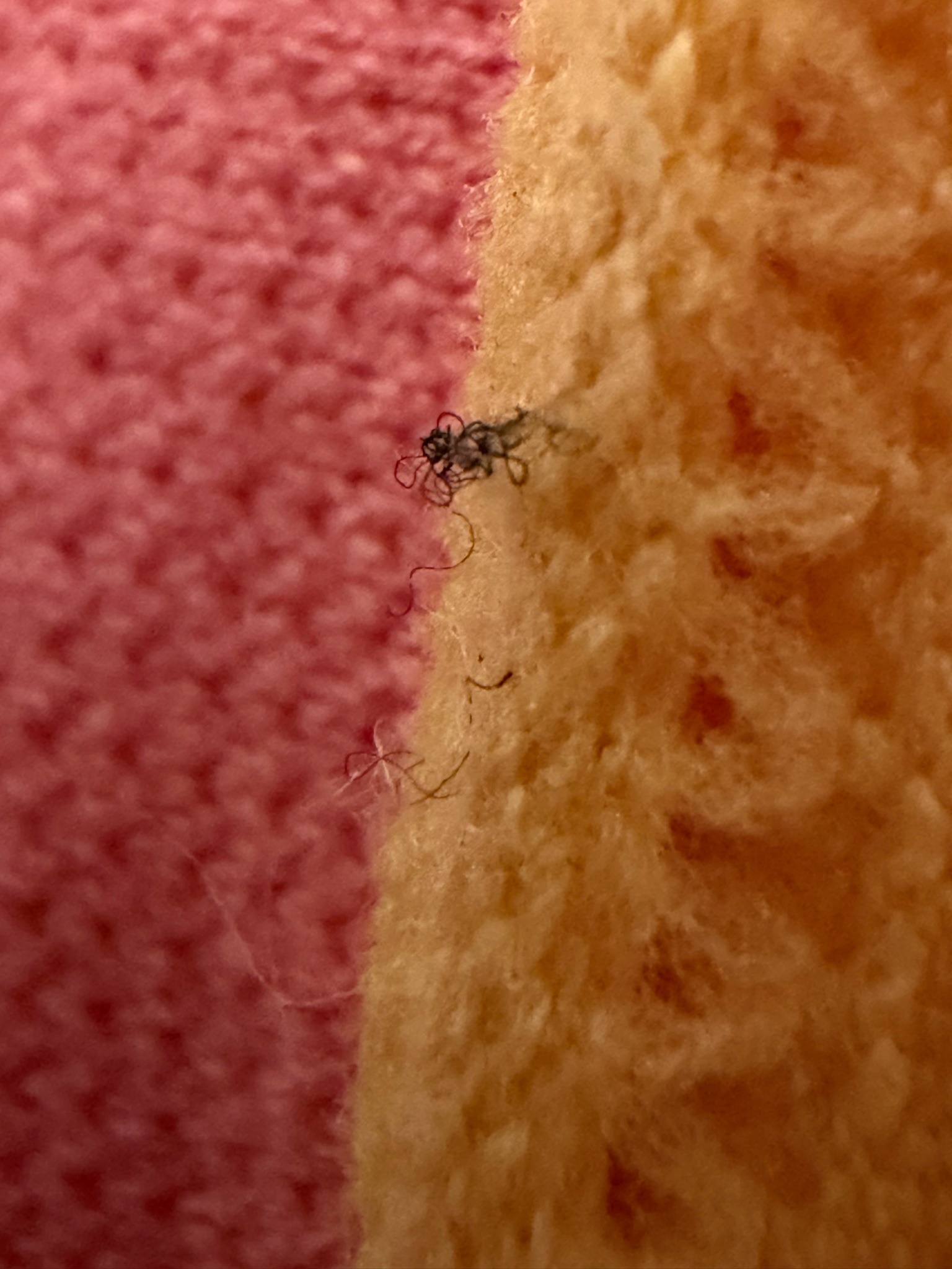 Textile Fiber or Lint Cluster (Not a bug)