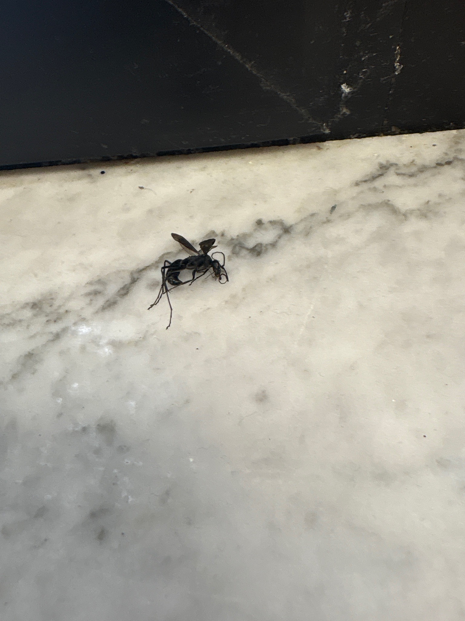 Thread-waisted wasp (likely spider wasp)