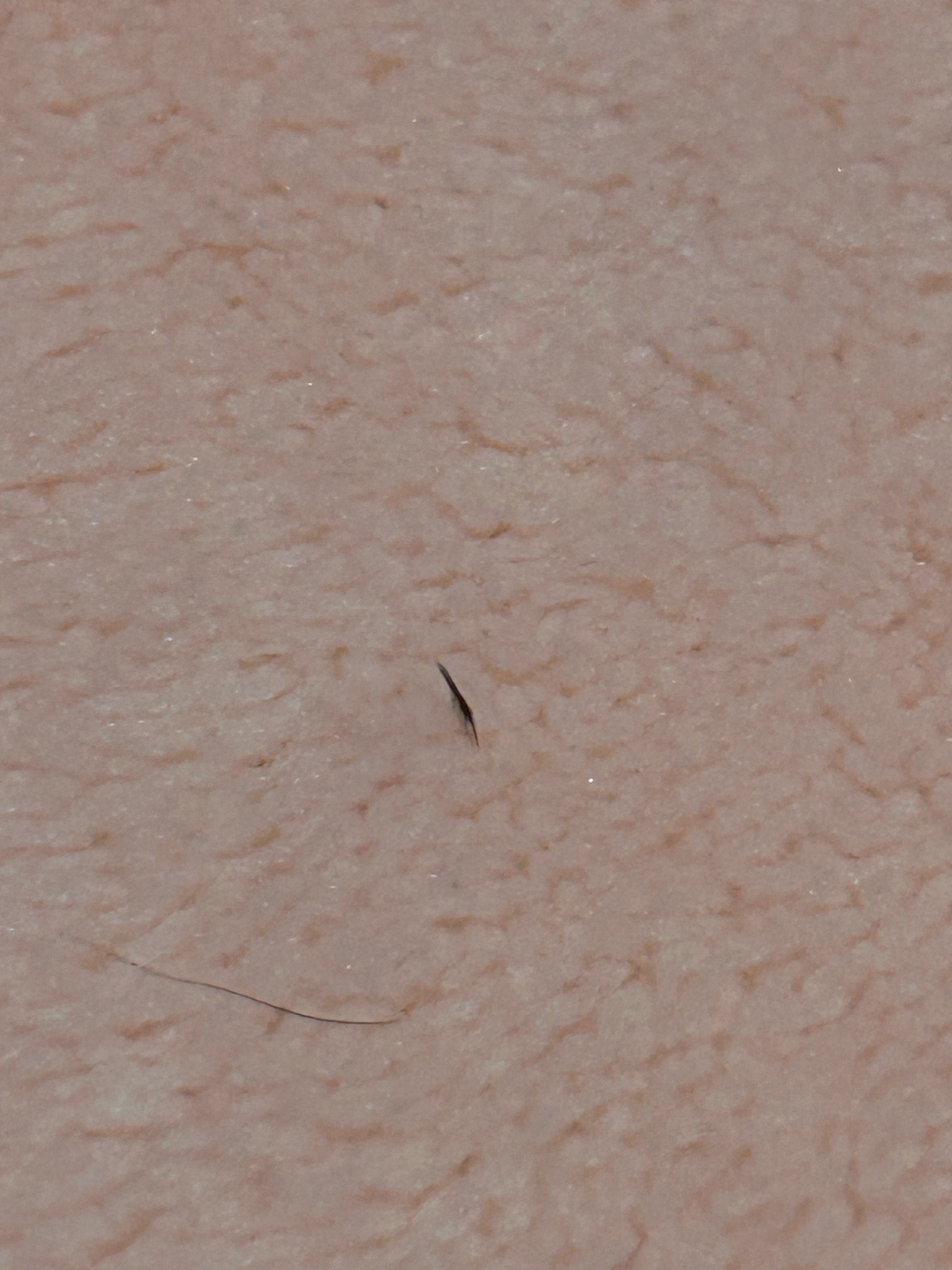 Thrips (likely a juvenile or slender adult)