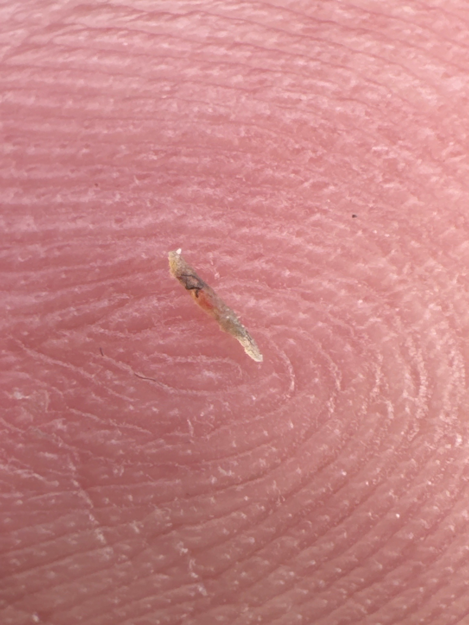 Thrips (likely a thrips nymph)