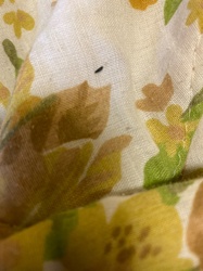 Thrips (Thunderbug/Thunderfly)