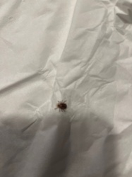 Tick