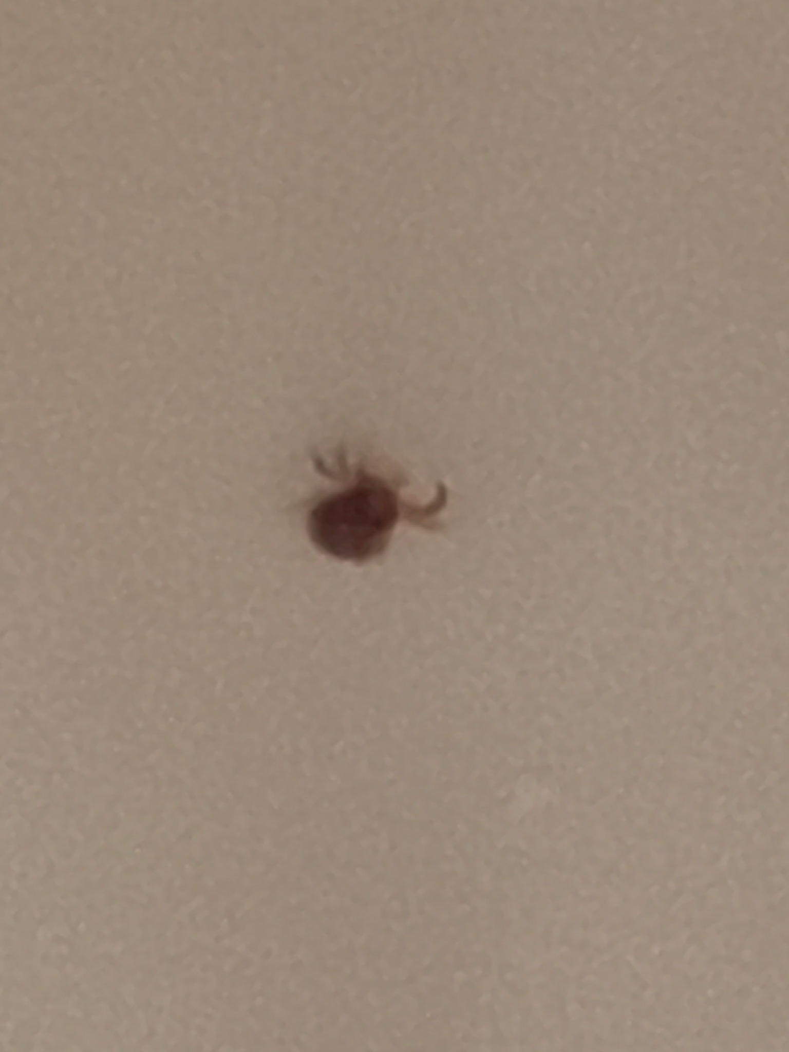 Tick (likely a hard tick)