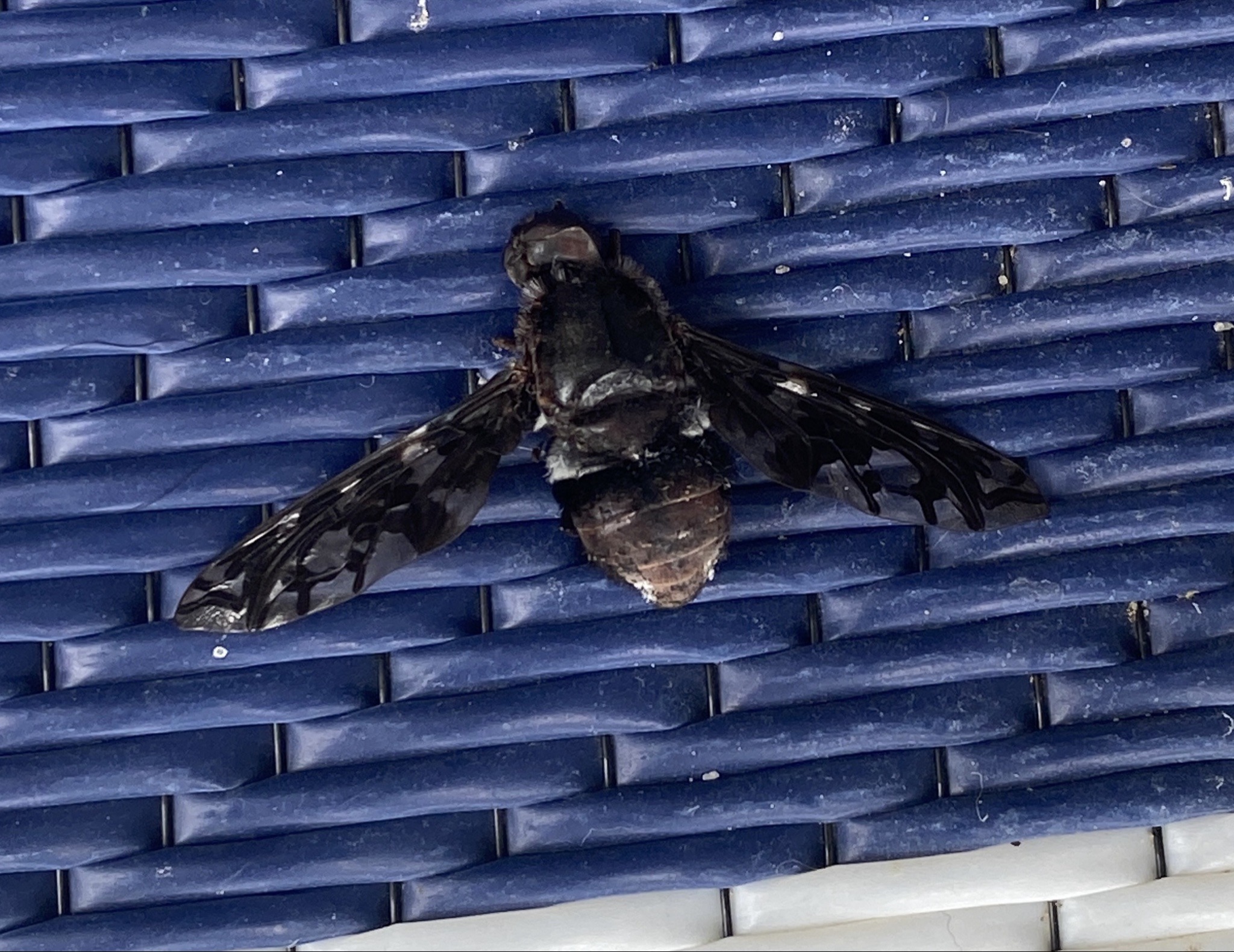 Tiger Bee Fly