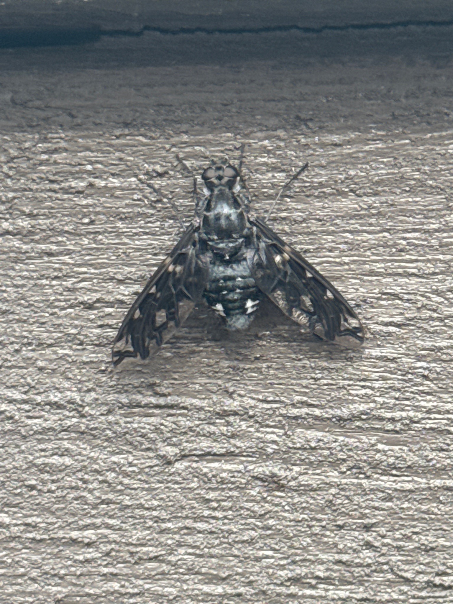 Tiger Bee Fly