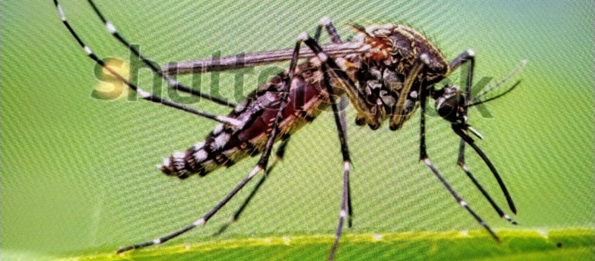 Tiger mosquito (likely Asian tiger mosquito)