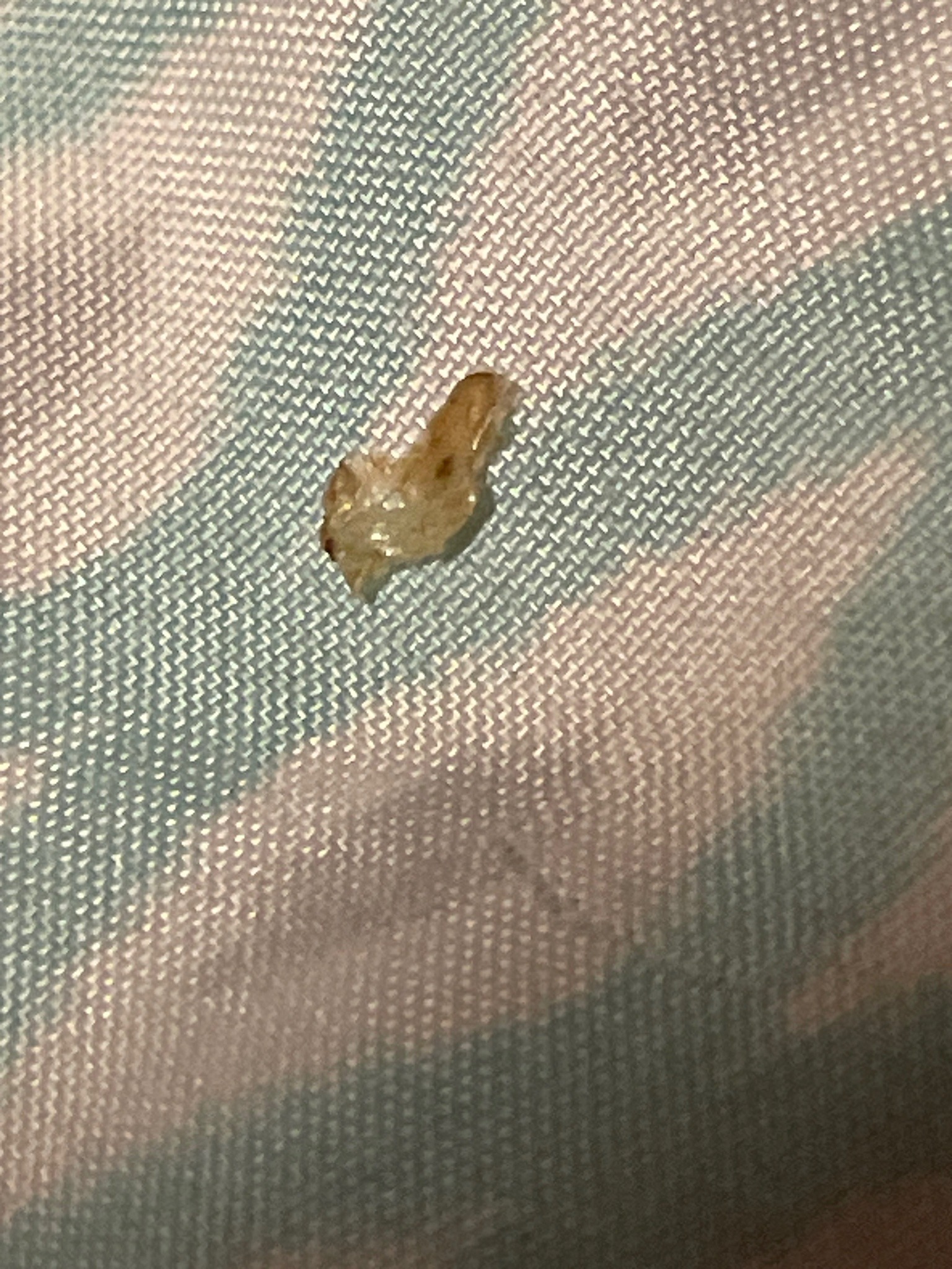 Tineid Moth Larva (Casemaking Clothes Moth)