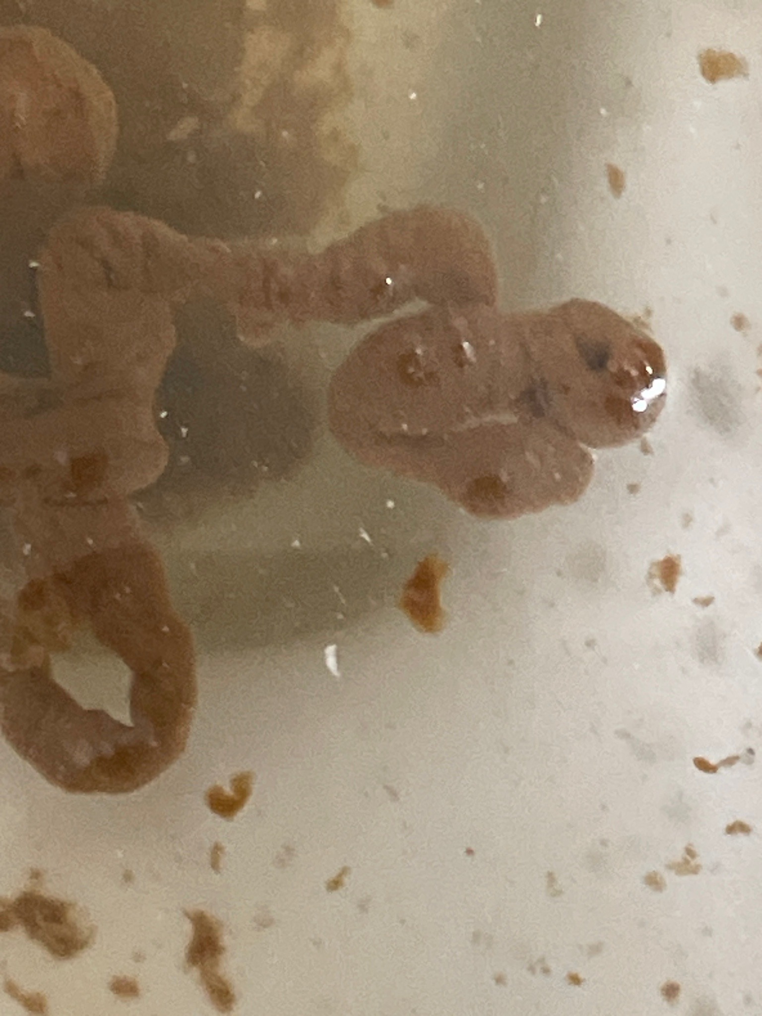 Toilet Sludge or Biofilm