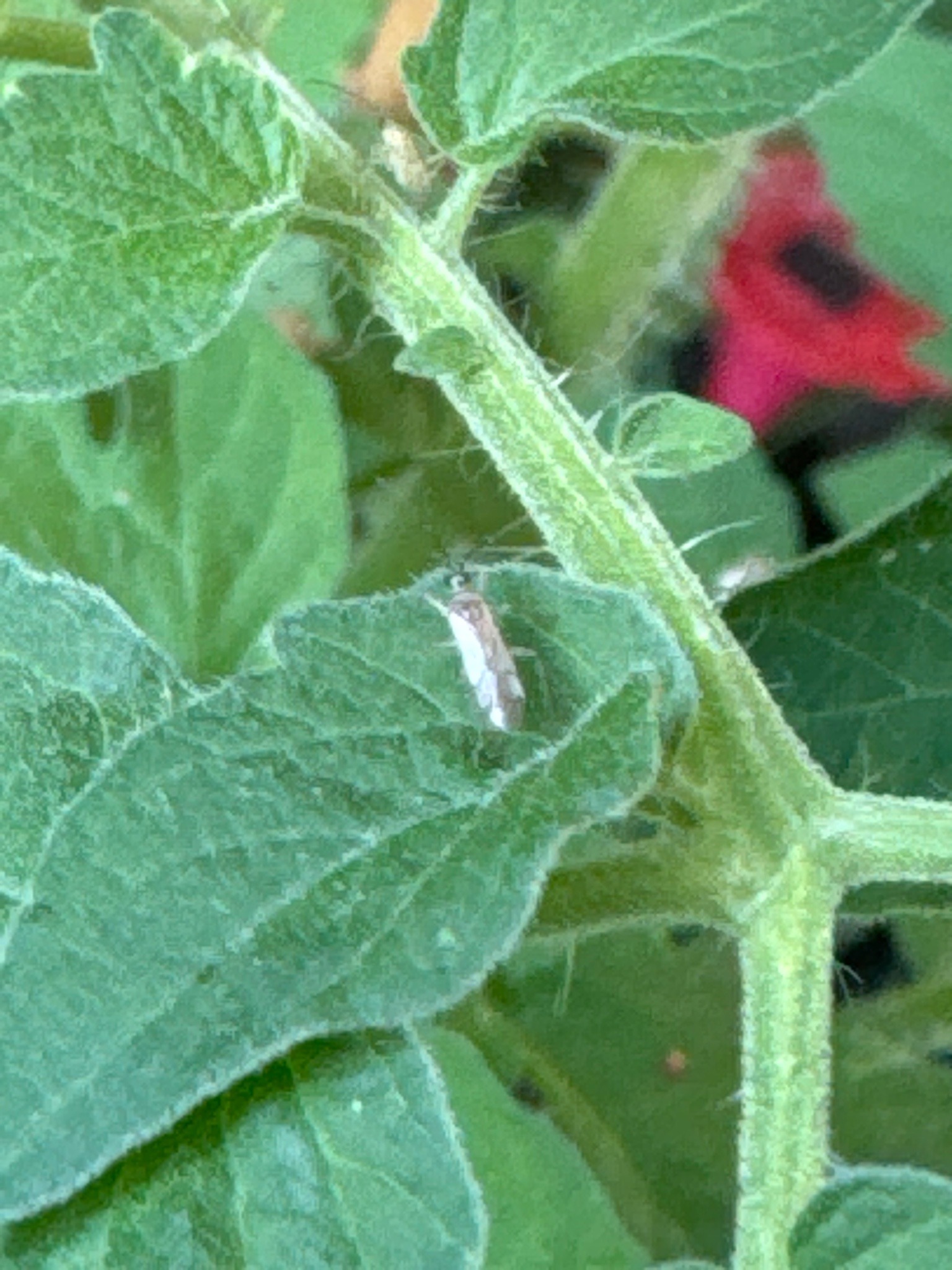 Tomato Mirid Bug