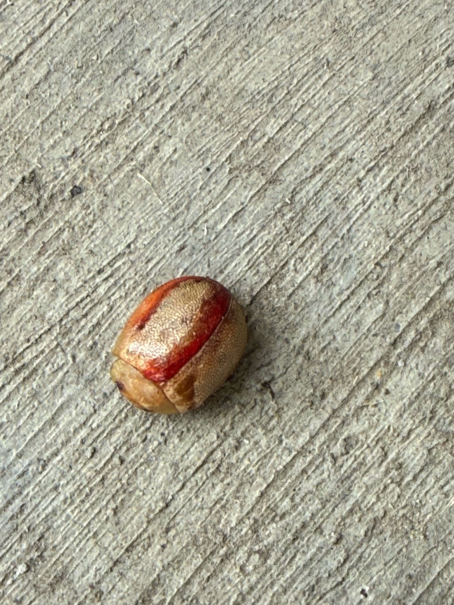 Tortoise beetle