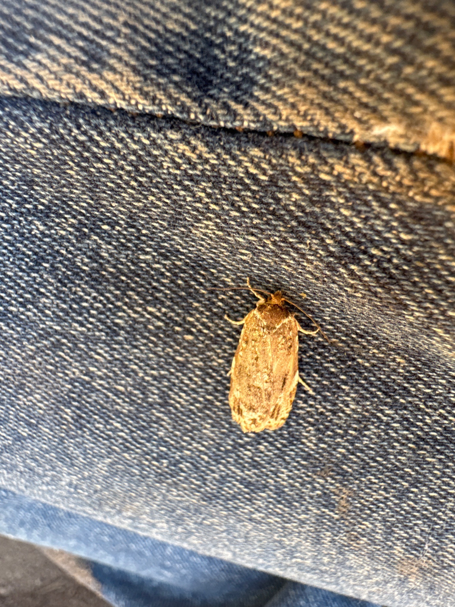 Tortricid Moth (Leafroller Moth)