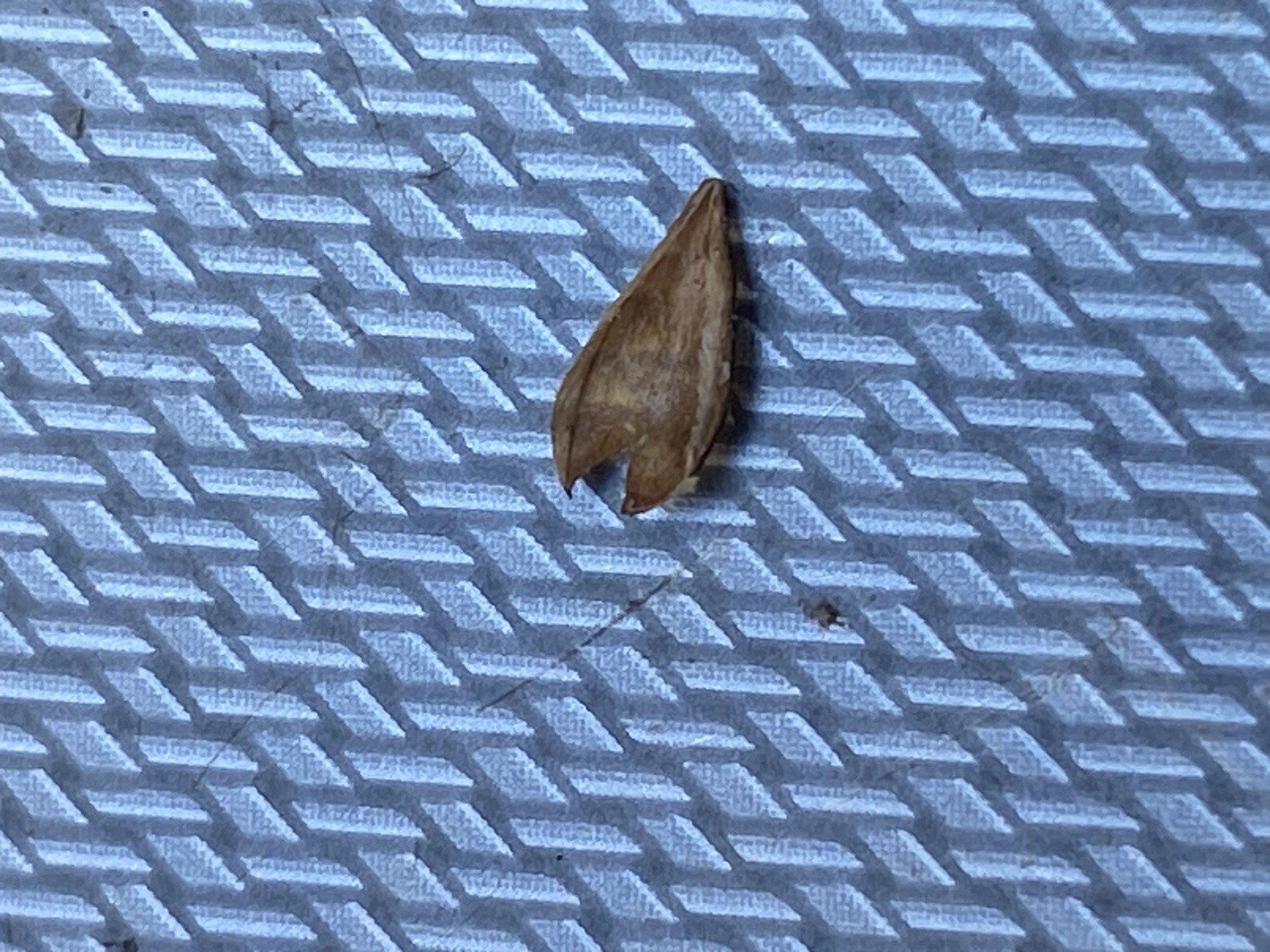 Tortricid Moth (specifically leafroller type)