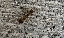 Trap-jaw Ant
