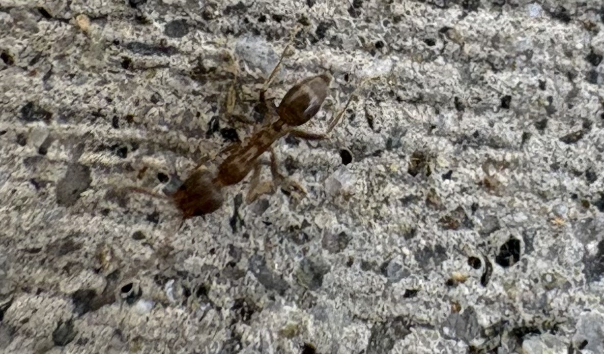 Trap-jaw Ant