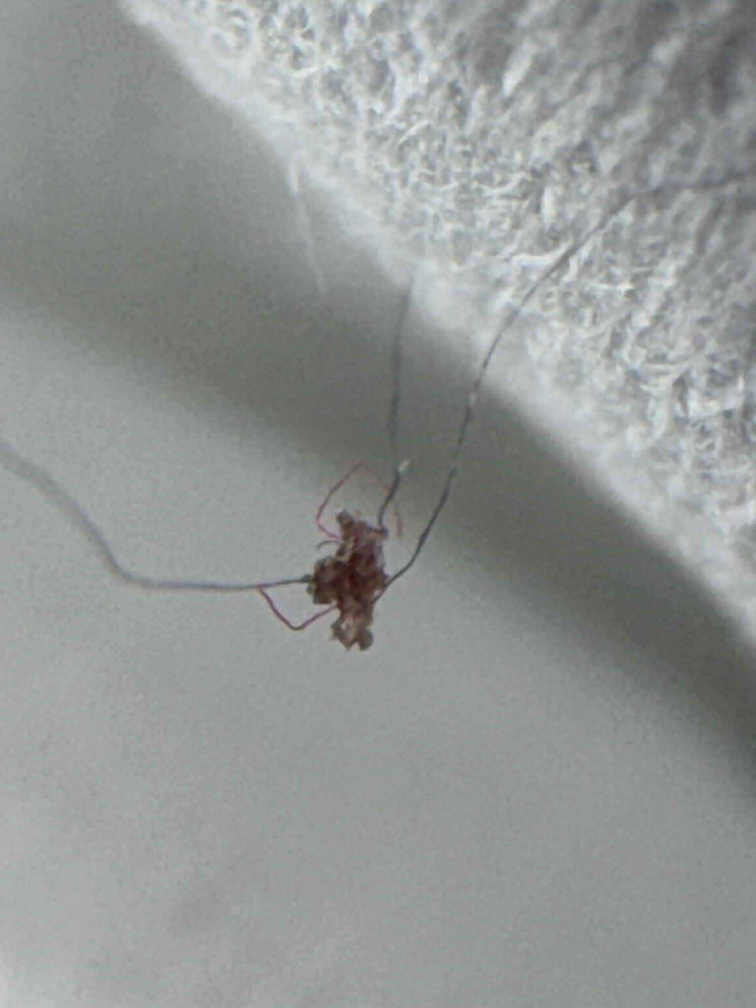 Trash-carrying bug or Debris-carrying bug (Larva of a Green Lacewing)