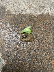 Tree Cricket