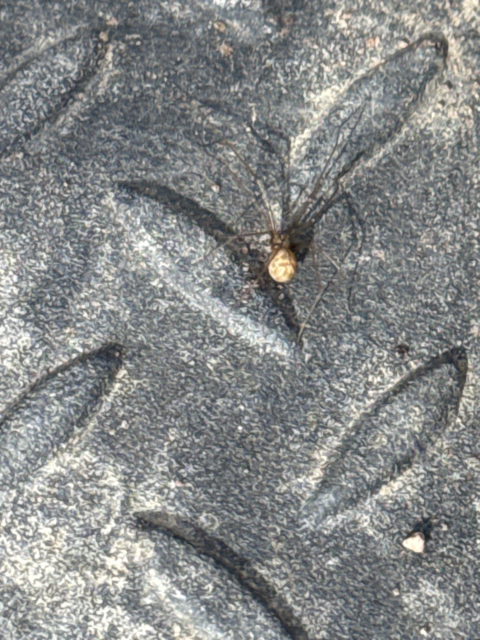 Triangulate Cobweb Spider