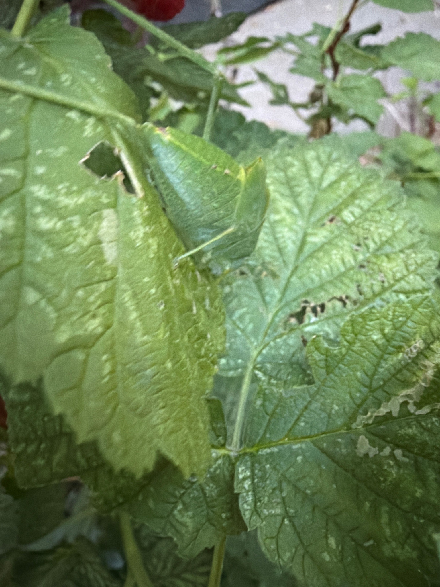 True Katydid