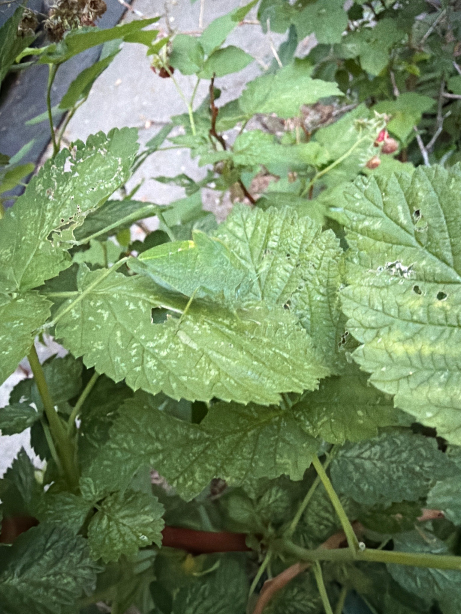 True Katydid (or Leaf-Mimic Katydid)