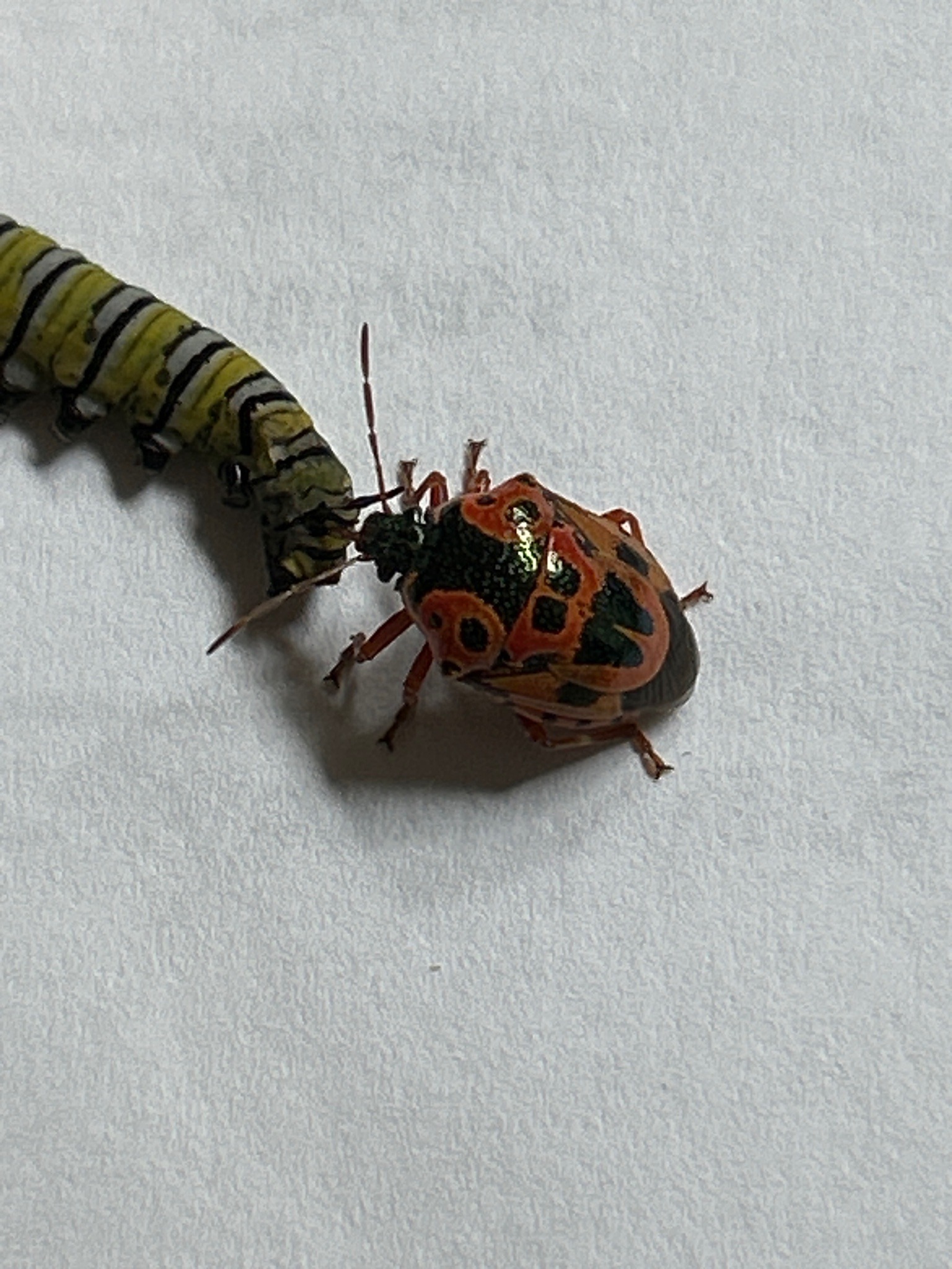Twice-stabbed Stink Bug