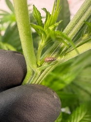 Two-spotted spider mite