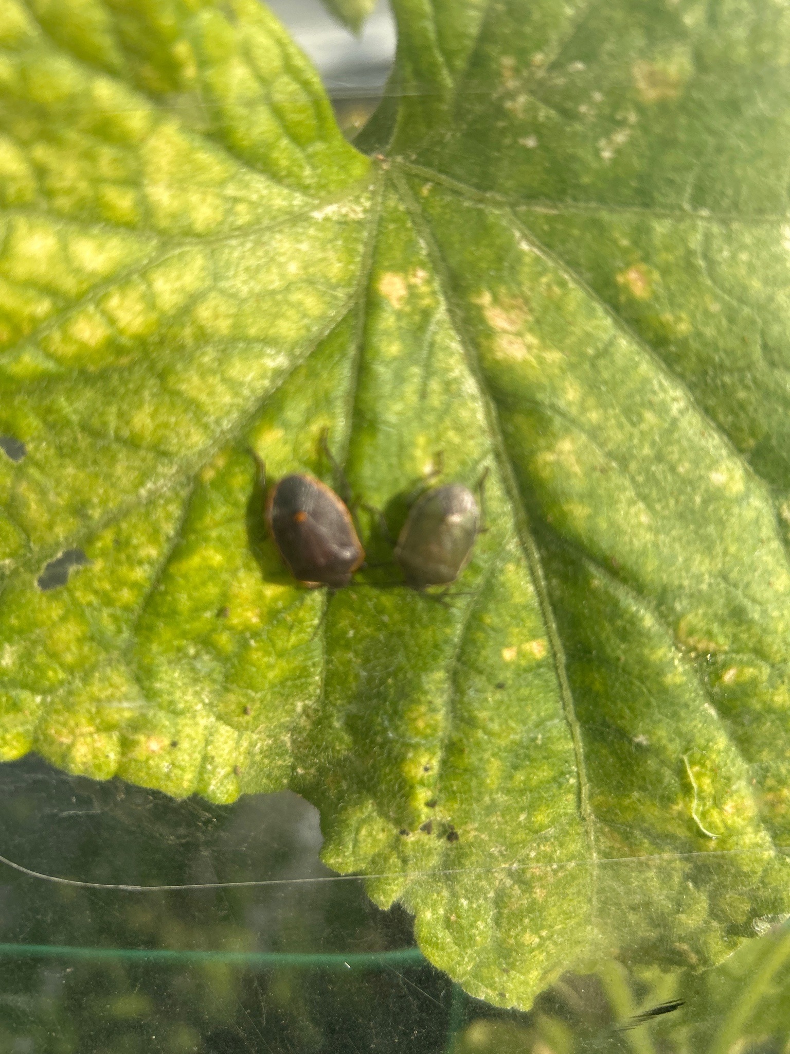 Two-spotted spider mite