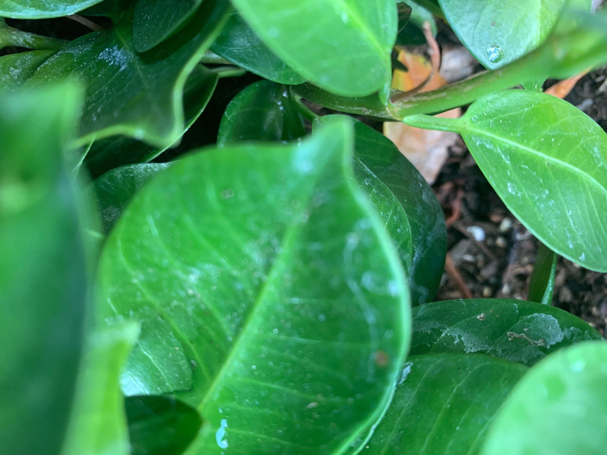 Two-spotted spider mite