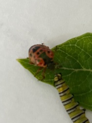 Two-spotted Stink Bug Nymph