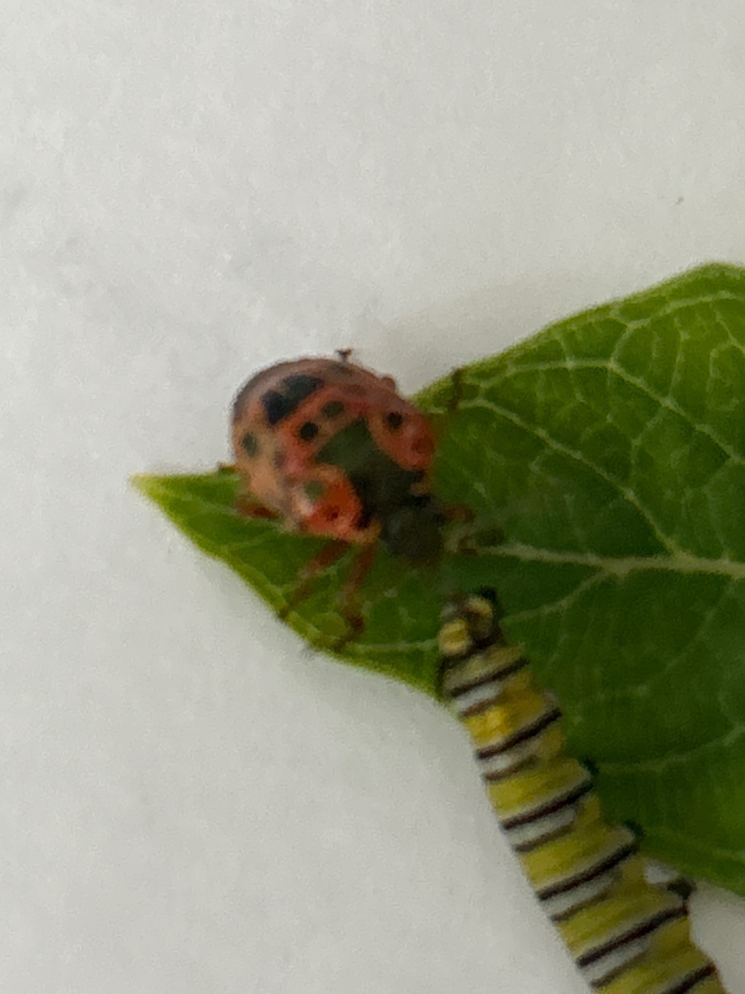 Two-spotted Stink Bug Nymph