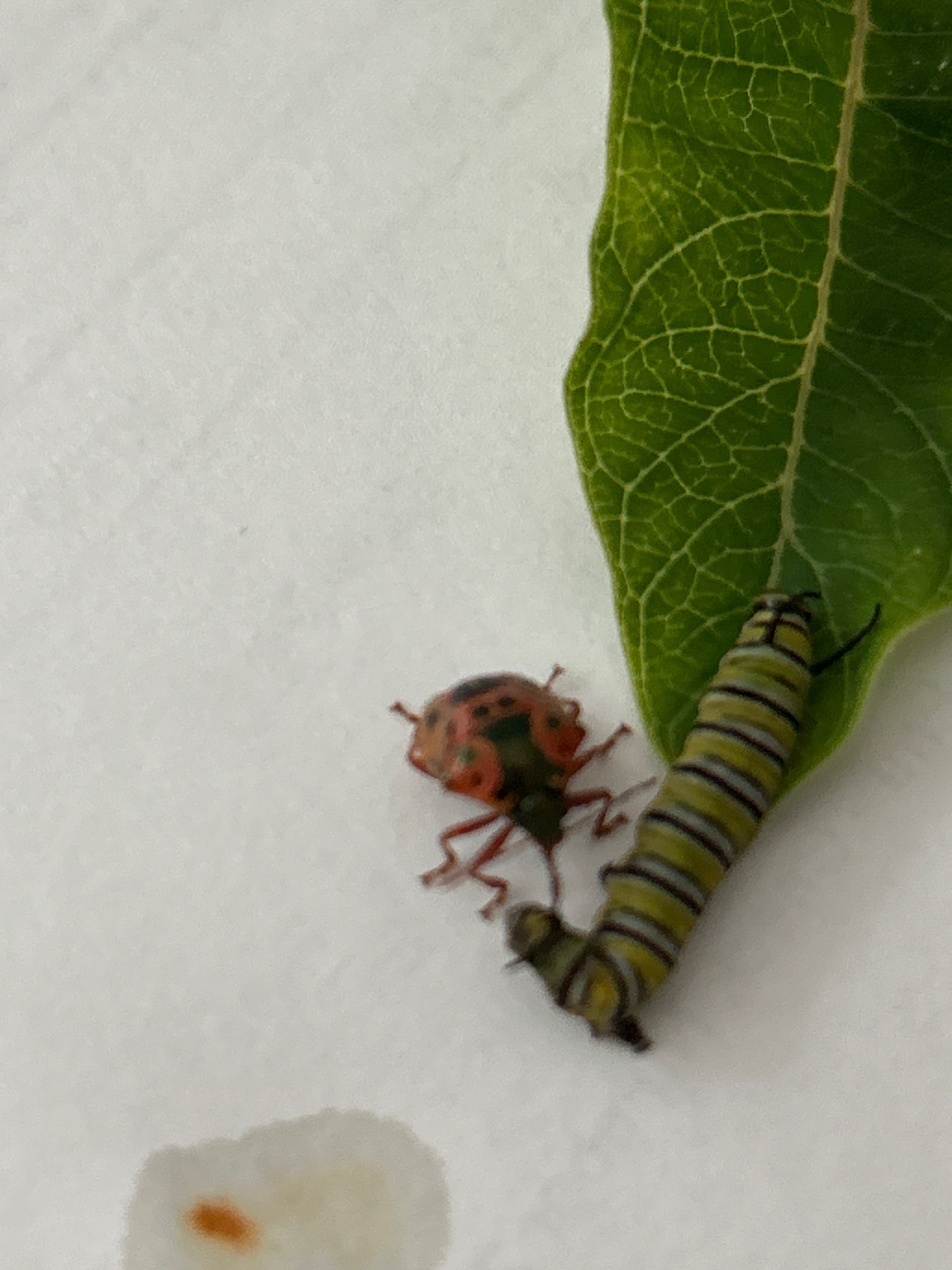 Twospotted Stink Bug