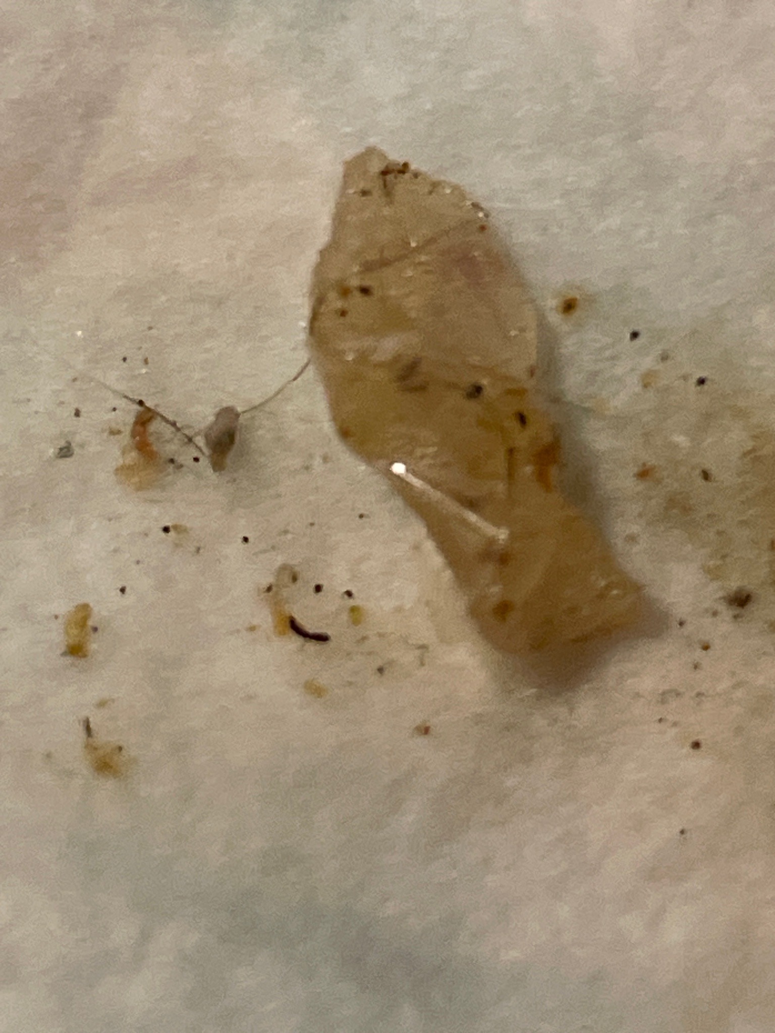 Unable to identify bug from image