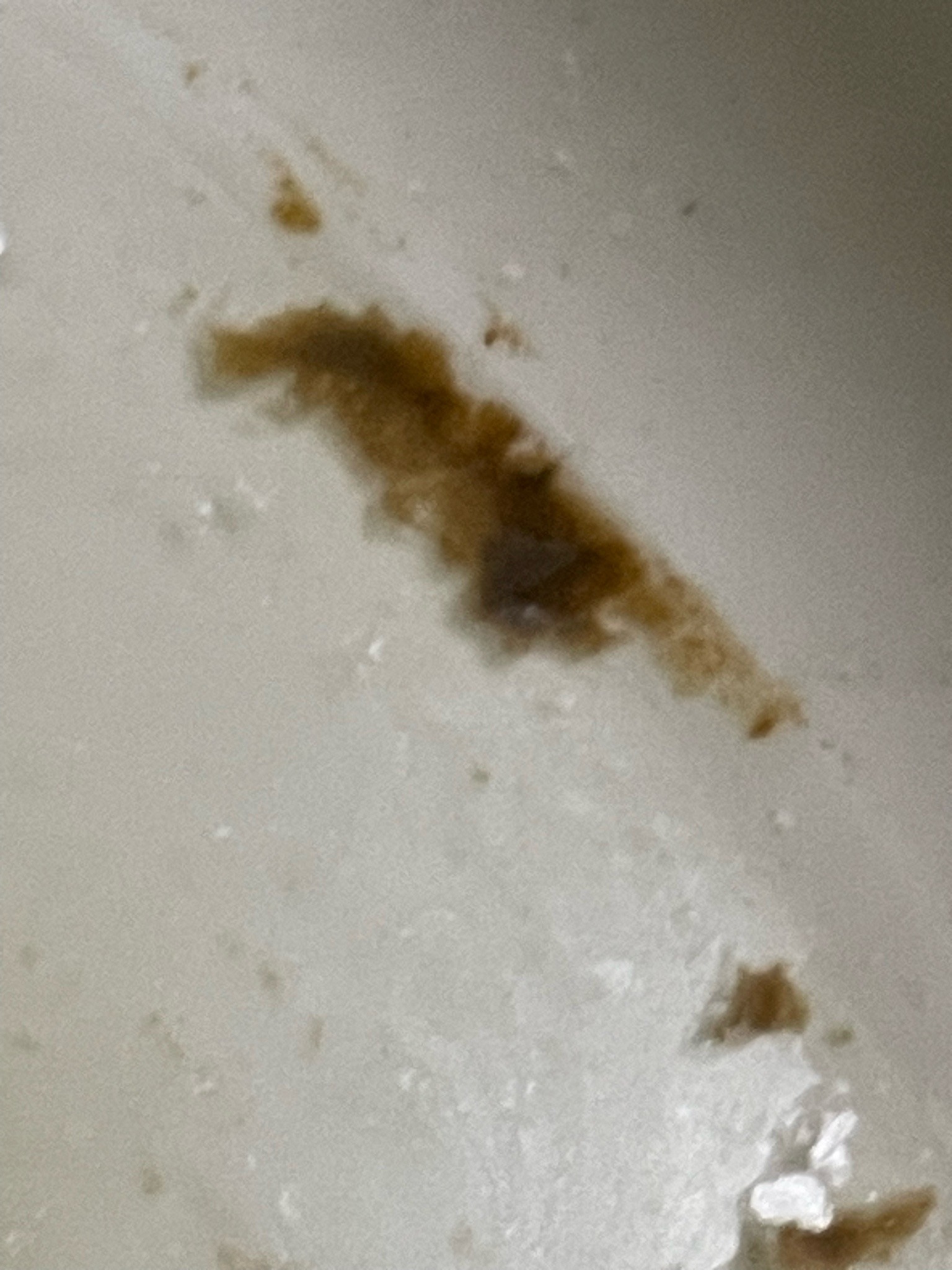 Unable to identify bug from image