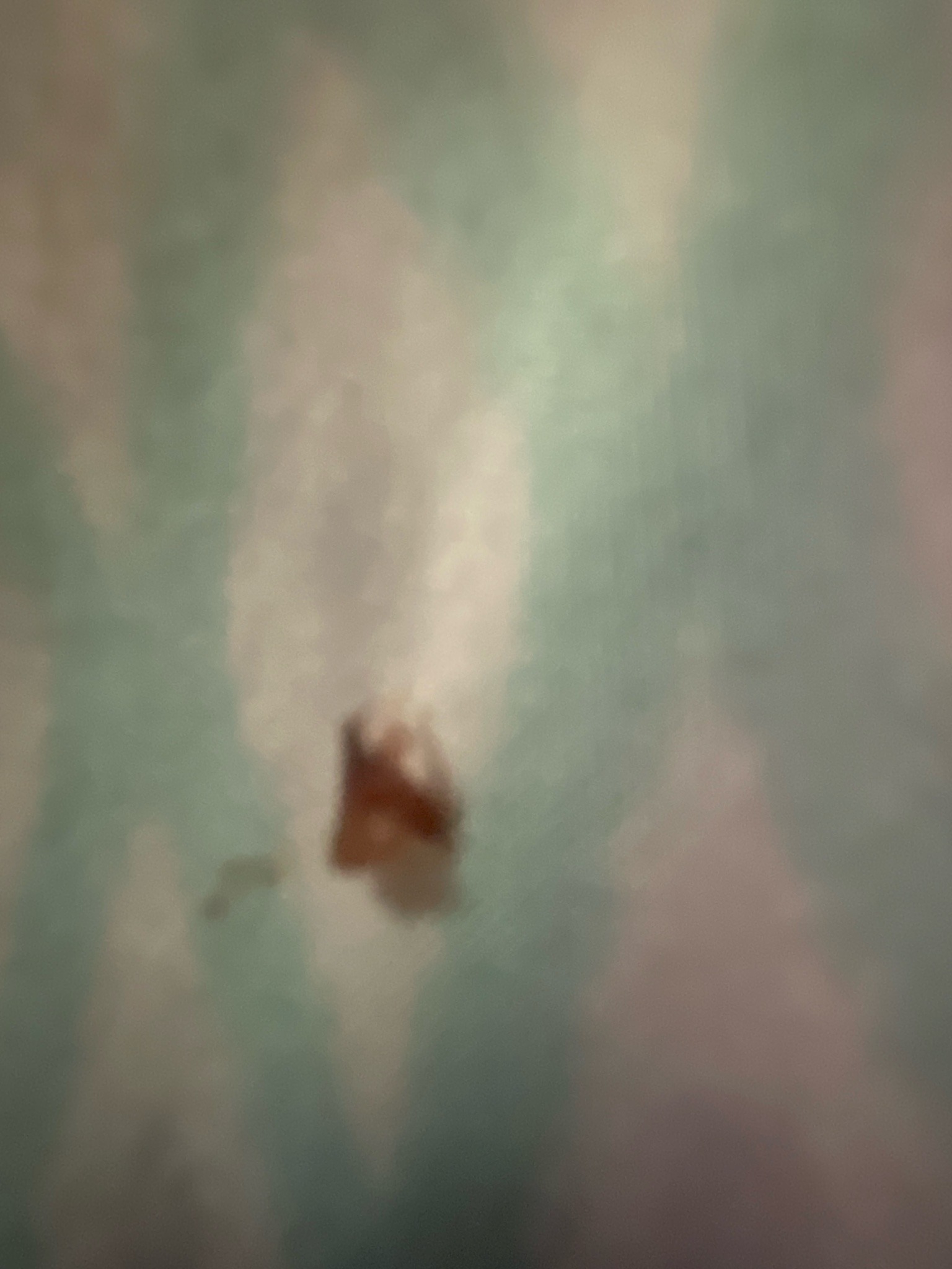 Unable to Identify (Image Too Blurry)