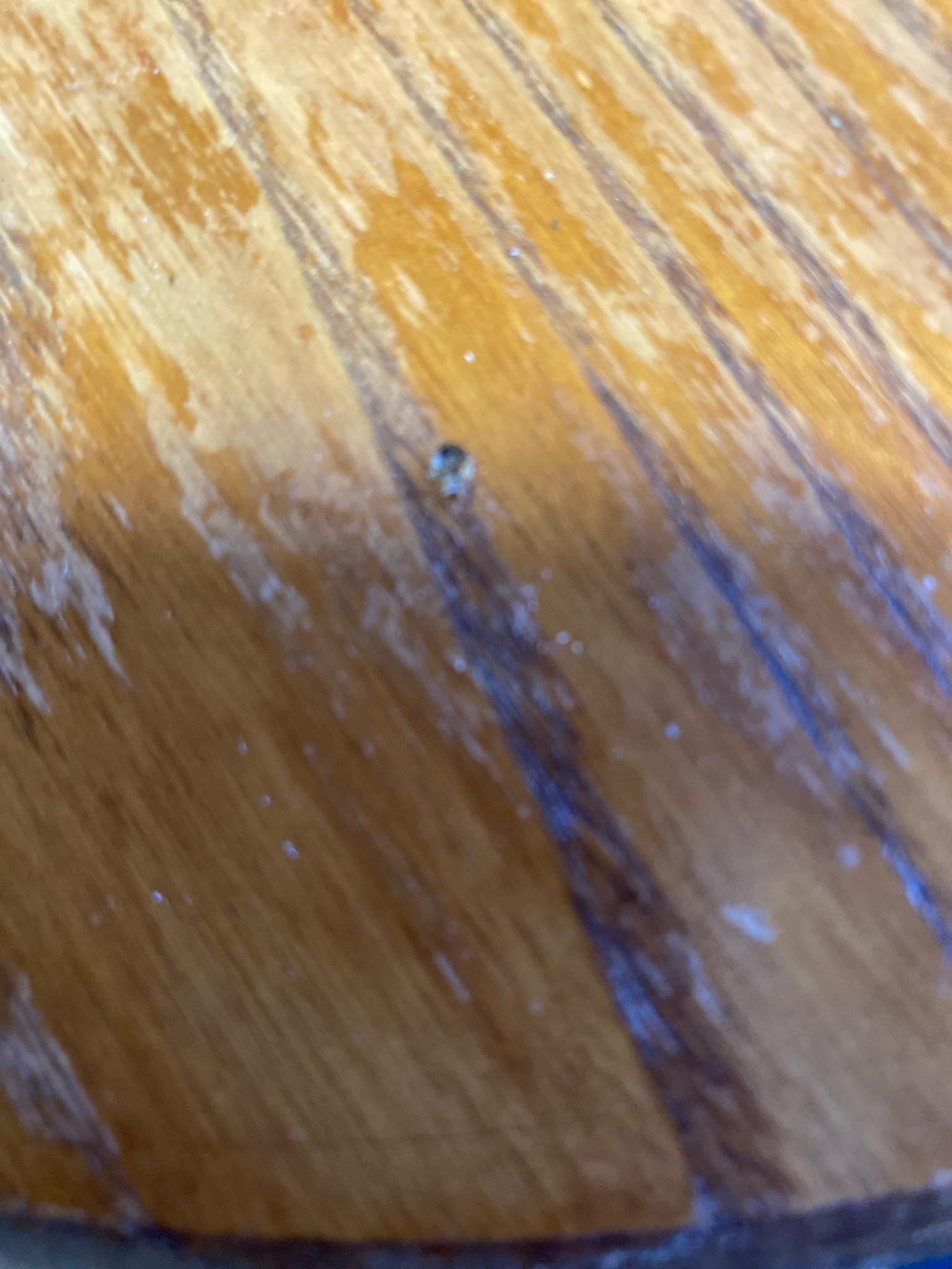 Uncertain; likely a small beetle