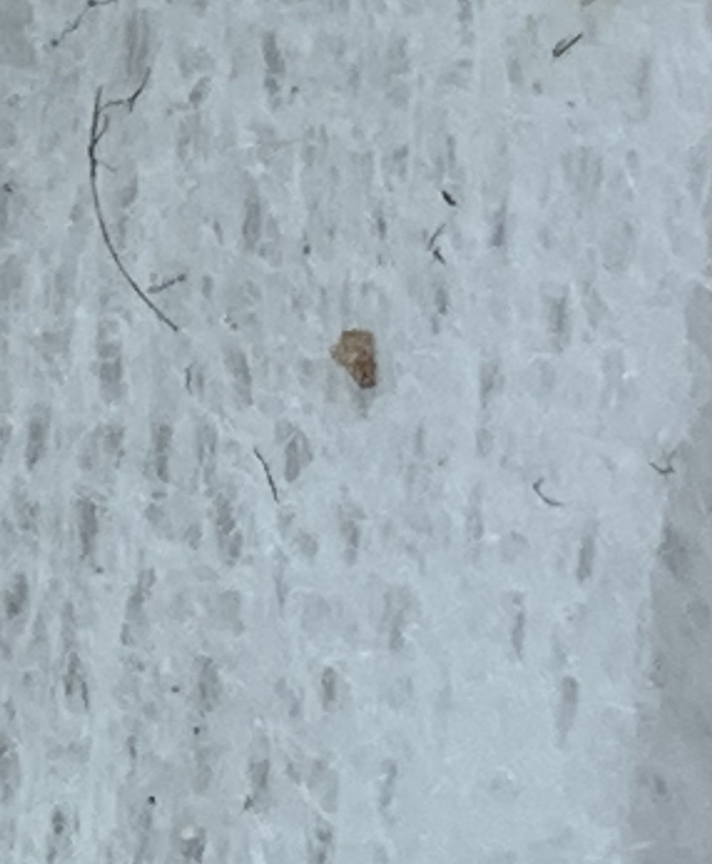 Undetermined micro-insect or debris