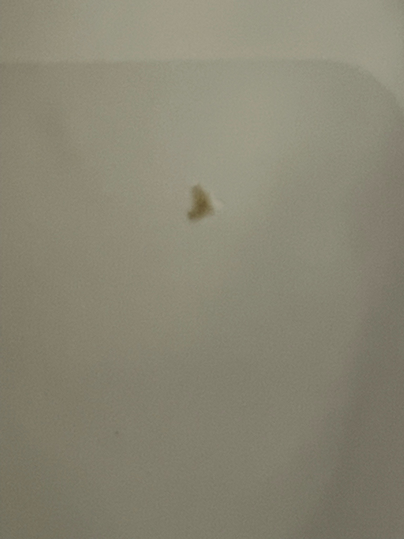 Unidentifiable (Blurry image, possibly a small moth or fruit fly)