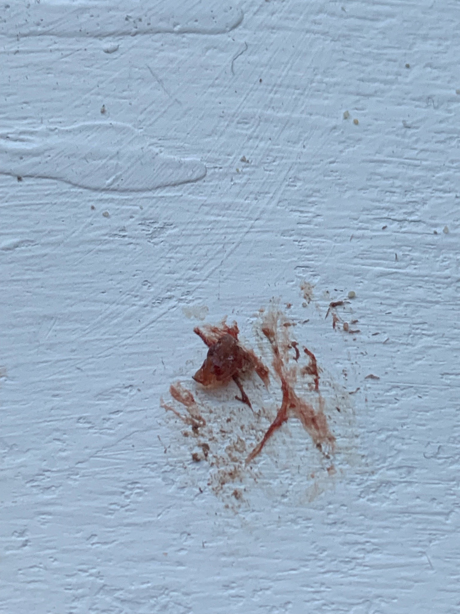 Unidentifiable crushed insect