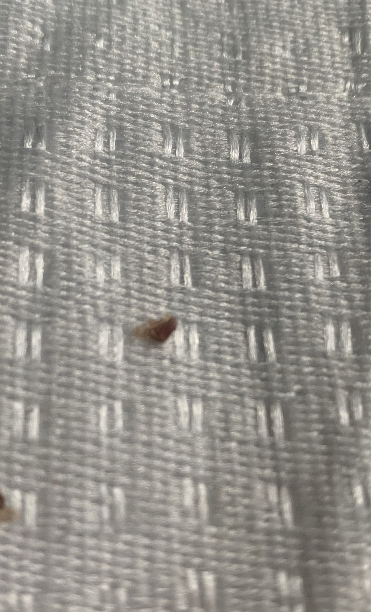 Unidentifiable Debris / Possible Insect Fragment