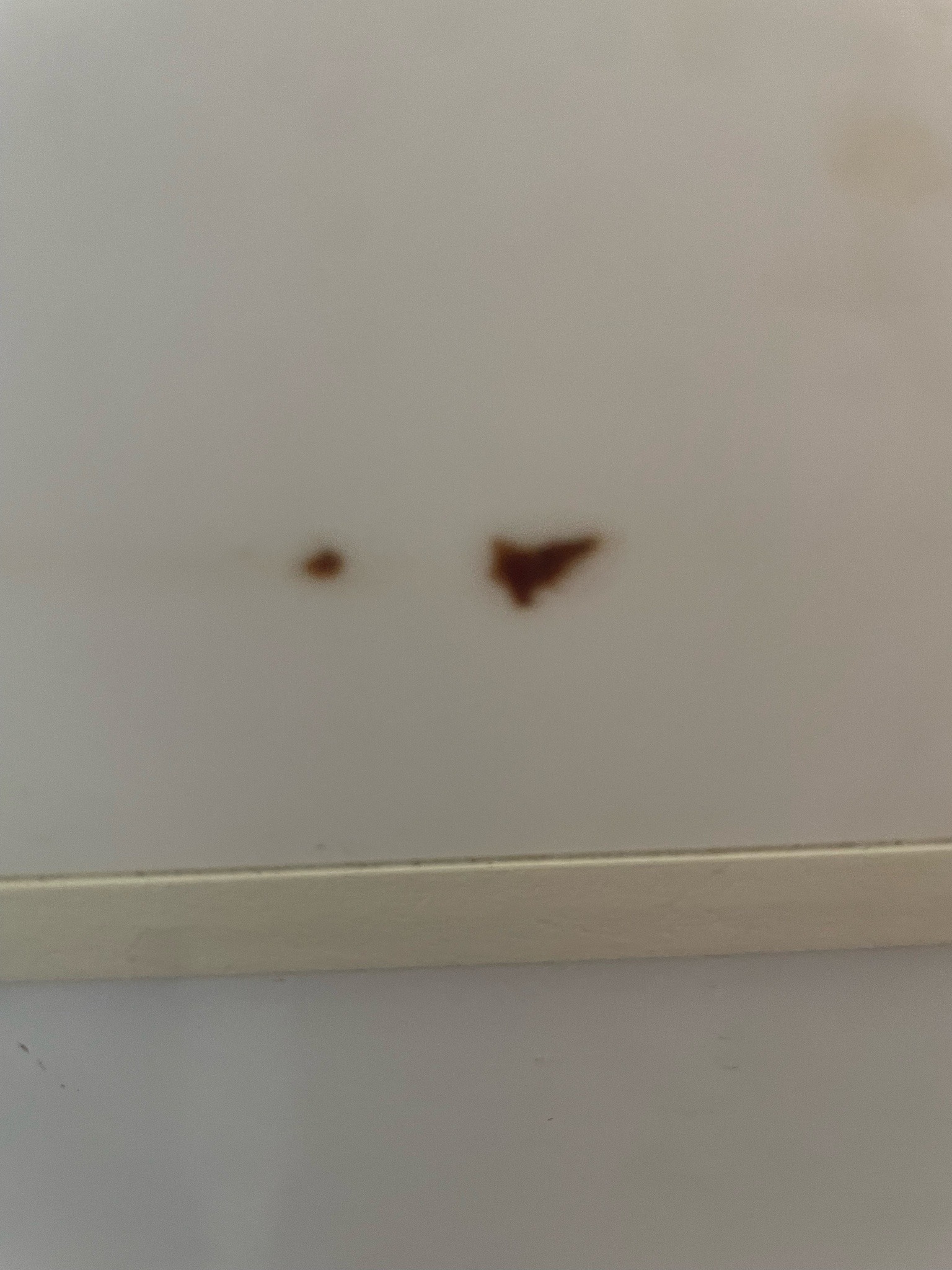 Unidentifiable (Image contains a stain or mark, not a recognizable insect)