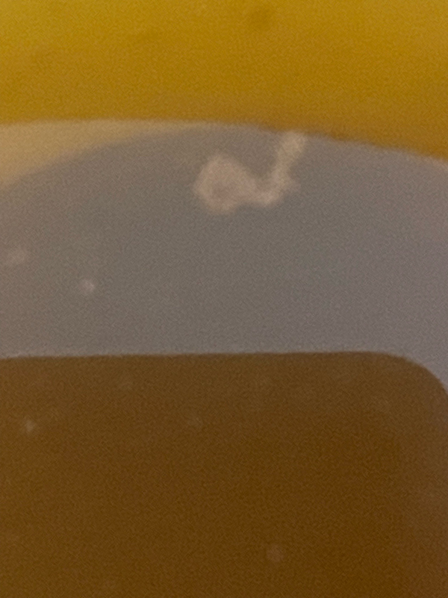 Unidentifiable (Image contains no discernable bug or insect)