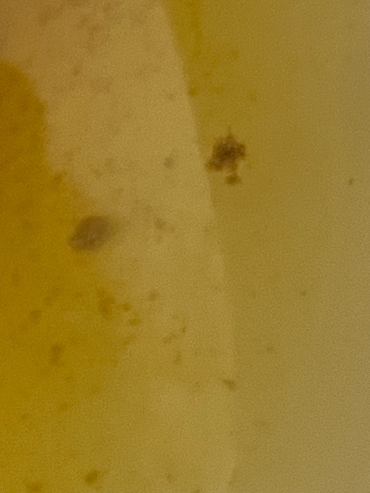 Unidentifiable (Image contains smudges or debris, not a identifiable insect)