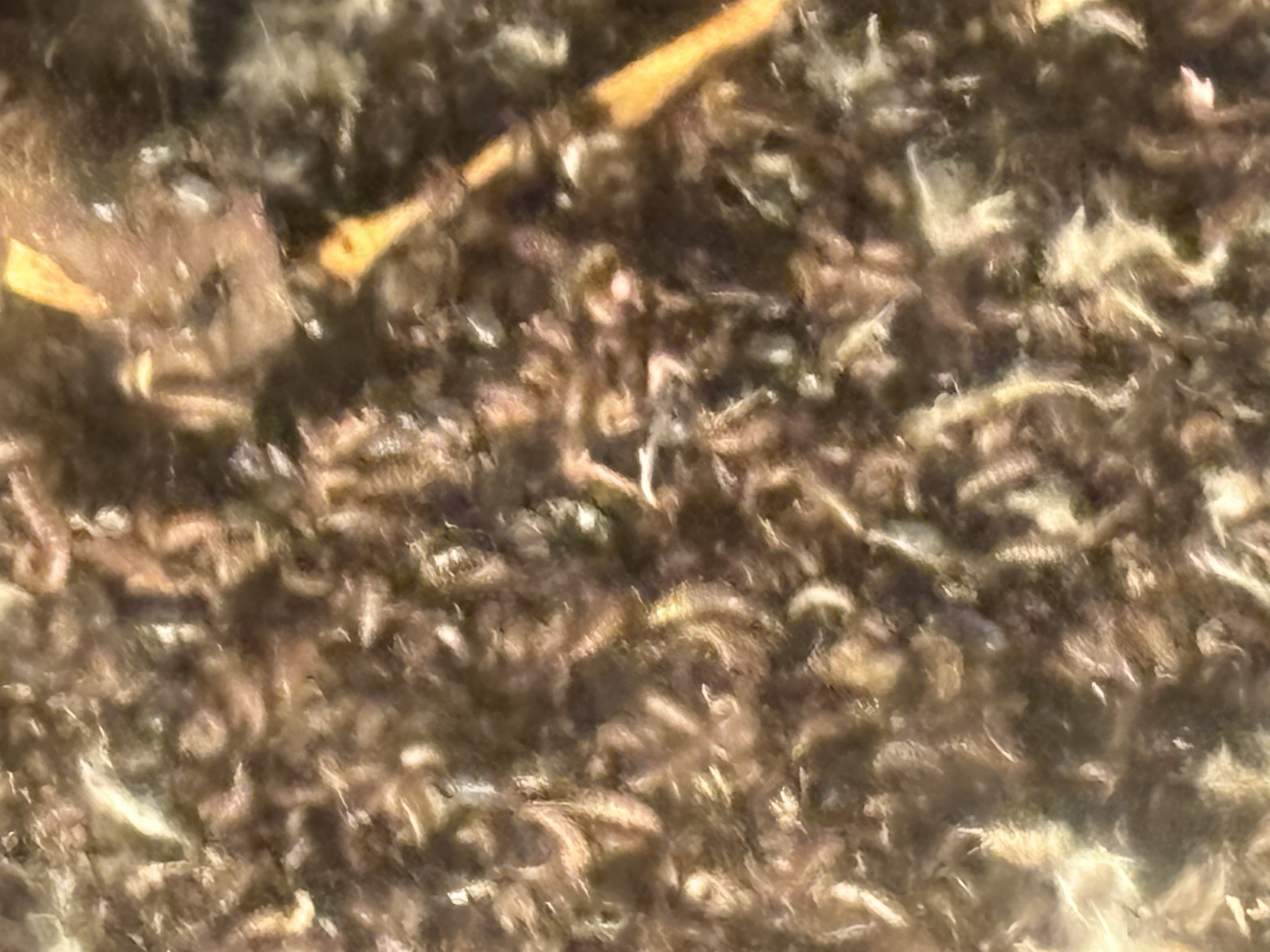 Unidentifiable (Image shows dust/fibers or organic debris)