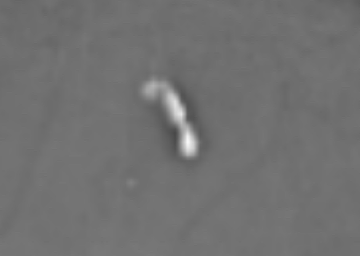 Unidentifiable Insect/Arthropod (Extremely blurry object)