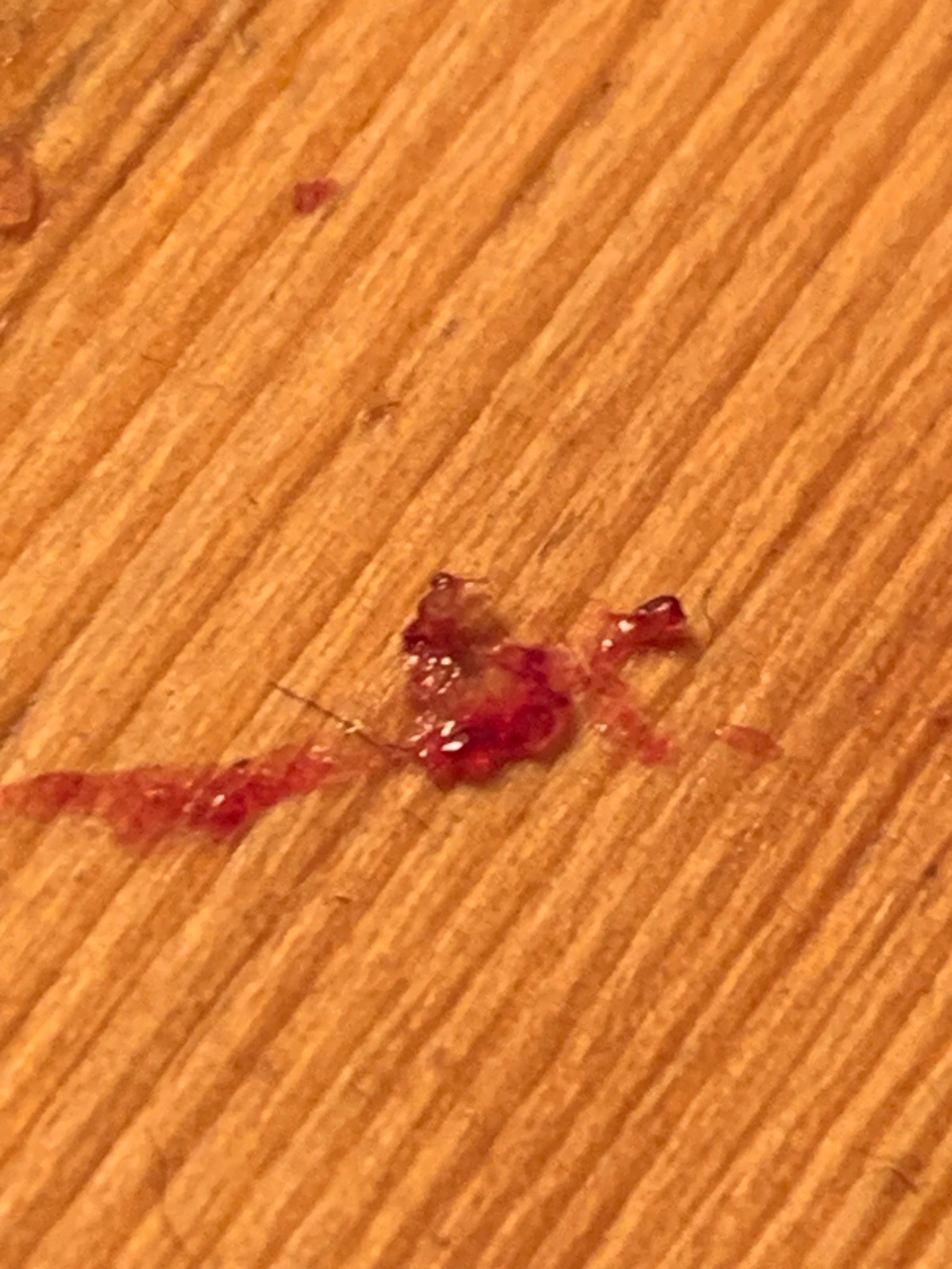 Unidentifiable insect remains