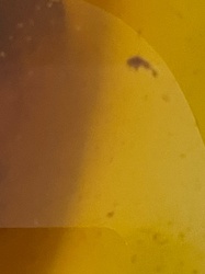 Unidentifiable (likely Fungus Gnat or Fruit Fly)